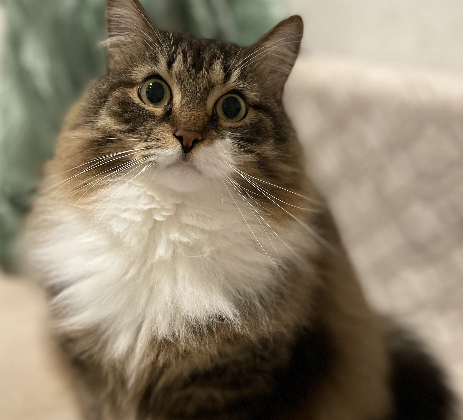 Кот метис Тимофей